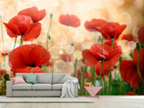 Fototapete Der Klatschmohn