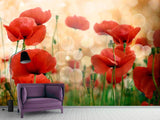Fototapete Der Klatschmohn