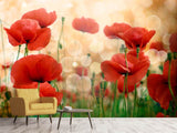 Fototapete Der Klatschmohn
