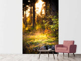 Fototapete Der Wald im Hintergrund
