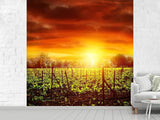 Fototapete Der Weinberg bei Sonnenuntergang