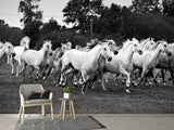 Fototapete Die Mustang Herde