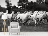 Fototapete Die Mustang Herde