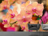 Fototapete Exotische Orchideen