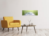 Leinwandbild Panorama Pusteblume XL im Morgentau