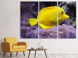 Leinwandbild 3-teilig Der Zitronen-Doktorfisch