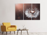 Leinwandbild 3-teilig Pusteblume im Abendlicht