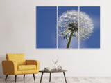 Leinwandbild 3-teilig Die Pusteblume in XXL