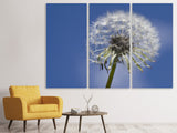 Leinwandbild 3-teilig Die Pusteblume in XXL