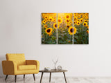 Leinwandbild 3-teilig Sonnenblumen Feld