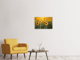 Leinwandbild 3-teilig Sonnenblumen Feld