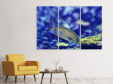 Leinwandbild 3-teilig Ein Fisch im Aquarium