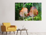Leinwandbild 3-teilig 2 Fische