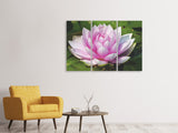 Leinwandbild 3-teilig Seerose in rosa
