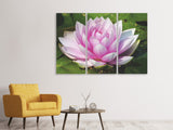 Leinwandbild 3-teilig Seerose in rosa