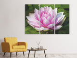 Leinwandbild 3-teilig Seerose in rosa