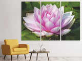 Leinwandbild 3-teilig Seerose in rosa