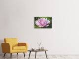 Leinwandbild 3-teilig Seerose in rosa