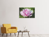 Leinwandbild 3-teilig Seerose in rosa