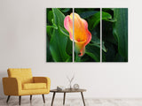 Leinwandbild 3-teilig Wilde Calla