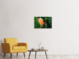Leinwandbild 3-teilig Wilde Calla
