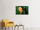 Leinwandbild 3-teilig Wilde Calla
