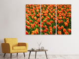Leinwandbild 3-teilig Tulpenfeld in orange