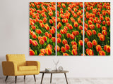 Leinwandbild 3-teilig Tulpenfeld in orange