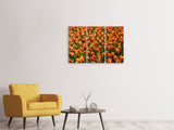 Leinwandbild 3-teilig Tulpenfeld in orange