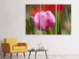 Leinwandbild 3-teilig Tulpe pretty in pink