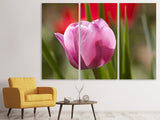 Leinwandbild 3-teilig Tulpe pretty in pink