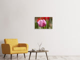 Leinwandbild 3-teilig Tulpe pretty in pink