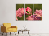 Leinwandbild 3-teilig Die Rosenknospe