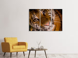 Leinwandbild 3-teilig Tiger Gesicht