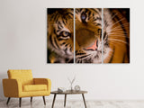 Leinwandbild 3-teilig Tiger Gesicht