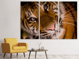 Leinwandbild 3-teilig Tiger Gesicht