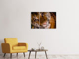 Leinwandbild 3-teilig Tiger Gesicht