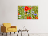 Leinwandbild 3-teilig Der wilde Mohn XL