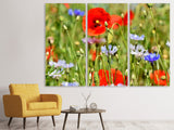 Leinwandbild 3-teilig Der wilde Mohn XL