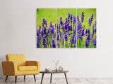 Leinwandbild 3-teilig Schöner Lavendel