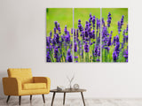Leinwandbild 3-teilig Schöner Lavendel