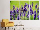 Leinwandbild 3-teilig Schöner Lavendel