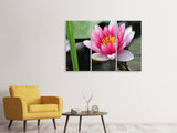 Leinwandbild 3-teilig Die Seerose in pink