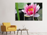 Leinwandbild 3-teilig Die Seerose in pink