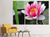 Leinwandbild 3-teilig Die Seerose in pink