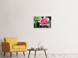 Leinwandbild 3-teilig Die Seerose in pink