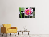Leinwandbild 3-teilig Die Seerose in pink