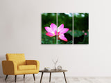 Leinwandbild 3-teilig Lotus in der Natur
