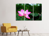 Leinwandbild 3-teilig Lotus in der Natur