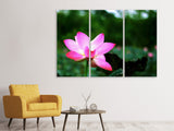 Leinwandbild 3-teilig Lotus in der Natur